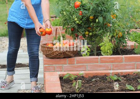 Donna giardiniere raccolta ortaggi .Raised letti giardinaggio in un giardino urbano coltivazione piante erbe spezie bacche e verdure . Foto Stock