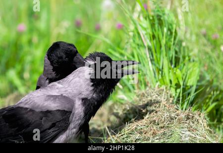 Corvo con cappuccio che grooming un altro corvo in estate. Erba verde e fiori sullo sfondo. Corvus corone cornice. Foto Stock