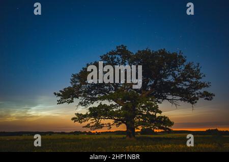 L'estetica del cielo notturno, le stelle del cielo notturno con la vecchia quercia sullo sfondo, la splendida vista notturna in un viaggio in strada con le nuvole che brillano la notte Foto Stock