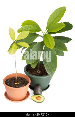 Due piante di avocado, avocado intero e mezzo isolato su bianco Foto Stock