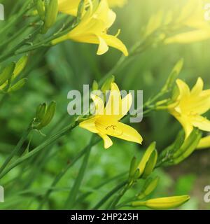Ramo di fiore Hemerocallis lilioasphodelus chiamato anche Lily limone, giglio giallo, flava di Hemerocallis. Hemerocallis flava noto anche come giorno-l limone Foto Stock