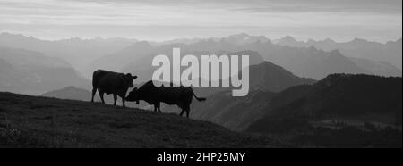 Silhouette di due mucche in cima al Monte Rigi, Svizzera. Foto Stock