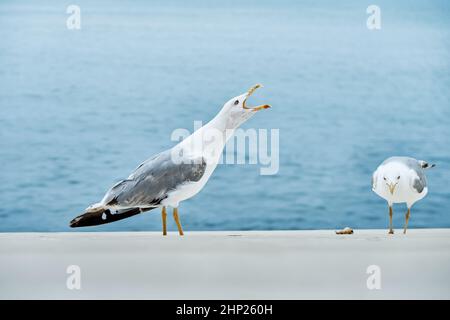 I gabbiani aprono beaks e urla e cercano cibo sul lungomare. L'acqua increspata lava il vicolo dell'asfalto alla luce del sole nel closeup estivo Foto Stock