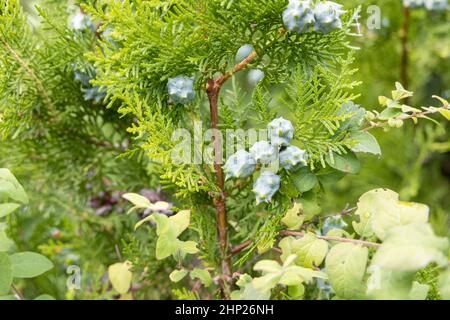 Giovani coni verdi nella foresta Foto Stock