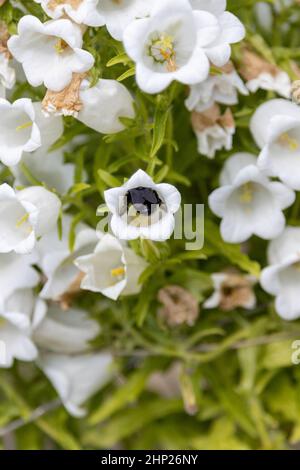 Una grossa ape di legno blu, Xylocopa violacea, cerca il polline in un campanello Foto Stock