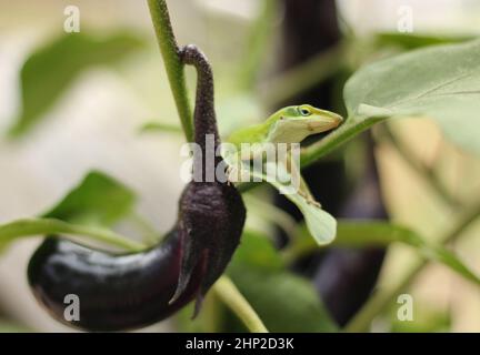 Green Anole Lizard su Eggplant, Pest Control in azienda agricola biologica primo piano Foto Stock