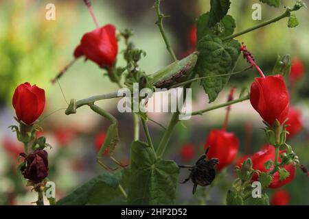 Praying Mantis on Red Hummingbird Bush in attesa di preda poco profondo DOF Foto Stock