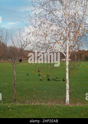 albero di betulla argentato, con erba, corvi. Forest Fields, Nottingham Foto Stock