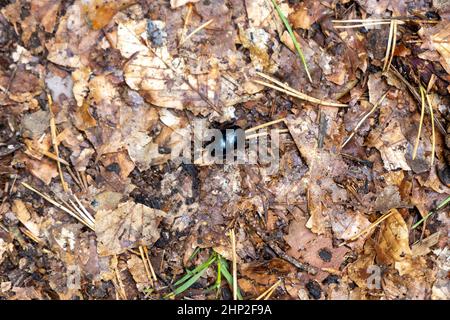 un coleottero nero in cerca di cibo o materiale da costruzione Foto Stock