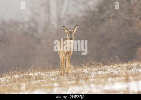 Capriolo femmina, capreolus capreolus, che si avvicina su pascolo nevoso in nevicata. Mammifero giovanile che cammina sul campo in inverno. Movin animale marrone immaturo Foto Stock