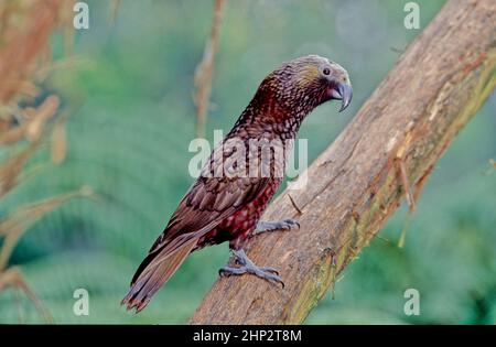 Il kākā Nestor meridionalis è una specie di pappagallo della famiglia Nestoridae presente nelle foreste native della Nuova Zelanda. Due sottospecie sono riconosciz Foto Stock