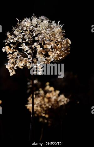 Fiori secchi di Ball Hydrangea (Hydrangea arborescens) bagliano all'aperto contro uno sfondo scuro retroilluminato al sole nel giardino in forma ritratto Foto Stock