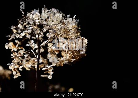 Fiori secchi di Ball Hydrangea (Hydrangea arborescens) bagliano all'aperto su uno sfondo scuro retroilluminato in giardino sole in formato paesaggio Foto Stock