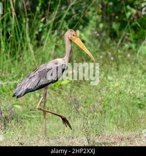 Painted Stork juvenile (Mycteria leucocephala) Foto Stock