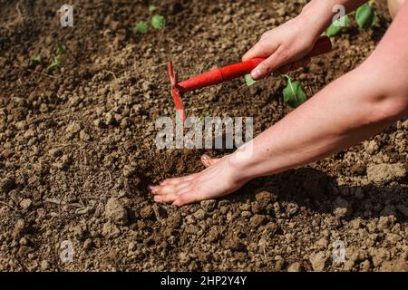 Dettagli sulla donna mano, foro di scavo con piccola zappa grub per piantare le piantine in giardino. Foto Stock