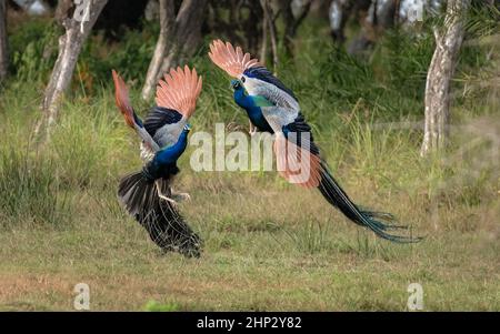 Peafowl maschio (Peacock) (Pavo cristatus) lotta per le donne Foto Stock