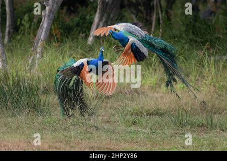 Peafowl maschio (Peacock) (Pavo cristatus) lotta per le donne Foto Stock