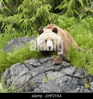 Cucciolo di grizzly marrone del bambino che riposa su una roccia grigia nell'erba verde che mostra i suoi artigli lunghi. Foto Stock