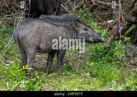 Cinghiale (Sus scrofa), Sri Lanka Foto Stock