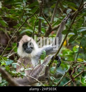 Gray Langur Monkey (Semnopithecus dussumieri), Sri Lanka Foto Stock