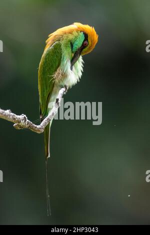 Poco verde Gruccione (Merops orientalis) Foto Stock