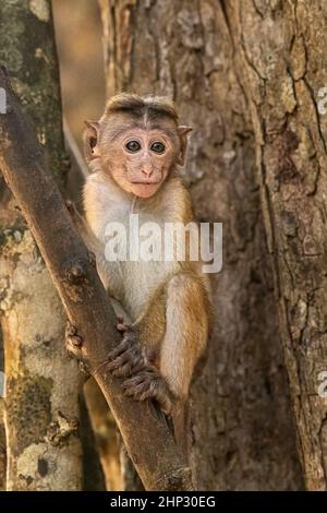 Giovane scimmia Toque macaque, Macaca sinica Foto Stock