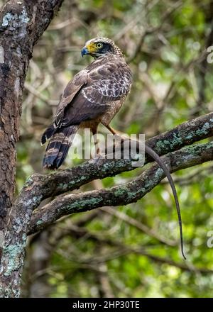 Aquila serpente crestata (Spilornis cheela), con serpente Foto Stock