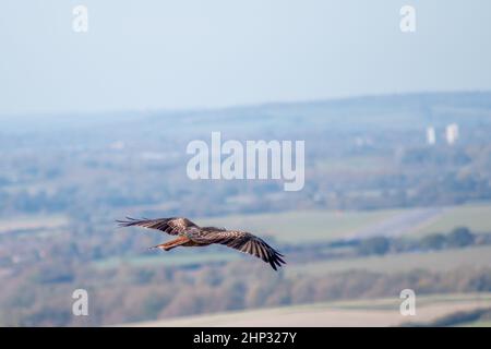 Nibbio reale in volo Foto Stock