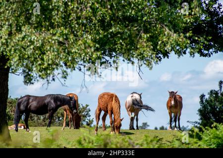 New Forest pony Foto Stock