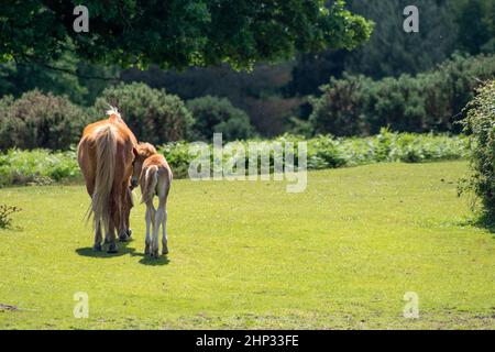 New Forest pony Foto Stock