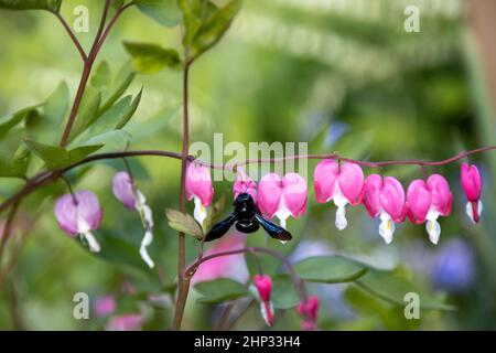 Un'ape di legno blu grande cerca polline su un fiore di cuore, Lamprocapnos spectabilis. Foto Stock