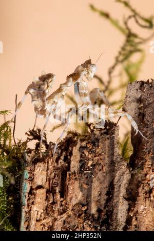 Un dettaglio macro primo piano di un cardo spinoso che prega la ninfa di mantide. Foto Stock