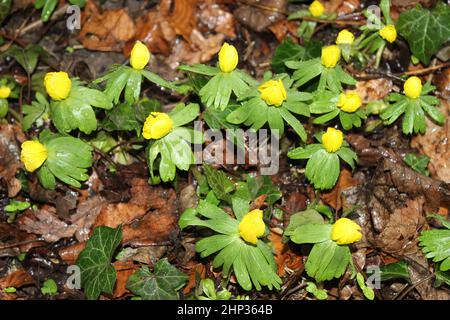 Aconitum inverno Eranthis hyemalis Foto Stock