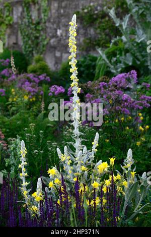 Salvia nemorosa Caradonna,Aquilegia chrysantha Yellow Queen,columbine Yellow Queen,aquilegias,Verbascum thapsus,Great mullein,common mullein,flower sp Foto Stock