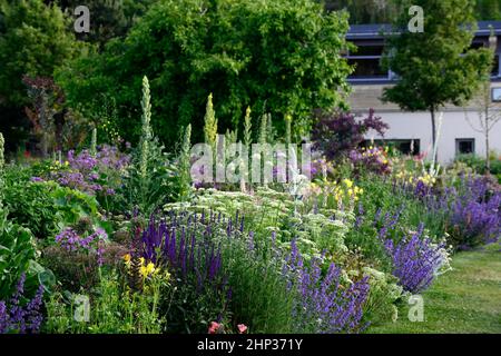 letto freddo,bordo fresco,salvia caradonna,nepeta,calze nere talictrum,umbel,achillea,yarrow,umbellyer,aquilegia,linaria,verbascum,densamente piantato b Foto Stock