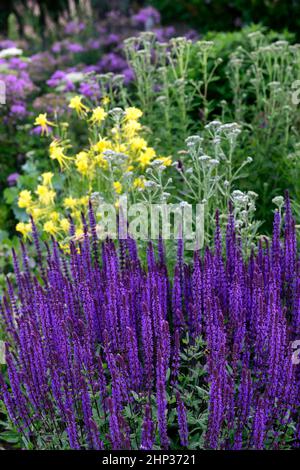 letto fresco,bordo fresco,salvia caradonna,umbel,achillea,yarrow,umbellyer,aquilegia,linaria,verbascum,confine densamente piantato,piantagione densa,erbace profondo Foto Stock