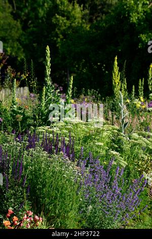 letto freddo,bordo fresco,salvia caradonna,nepeta,calze nere talictrum,umbel,achillea,yarrow,umbellyer,aquilegia,linaria,verbascum,densamente piantato b Foto Stock