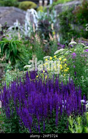 letto fresco,bordo fresco,salvia caradonna,umbel,achillea,yarrow,umbellyer,aquilegia,linaria,verbascum,confine densamente piantato,piantagione densa,erbace profondo Foto Stock