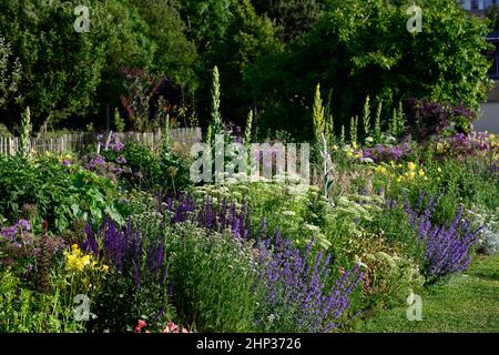 letto freddo,bordo fresco,salvia caradonna,nepeta,calze nere talictrum,umbel,achillea,yarrow,umbellyer,aquilegia,linaria,verbascum,densamente piantato b Foto Stock