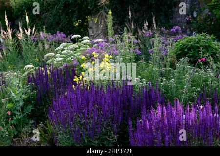 letto freddo,bordo fresco,salvia caradonna,nepeta,calze nere talictrum,umbel,achillea,yarrow,umbellyer,aquilegia,linaria,verbascum,densamente piantato b Foto Stock