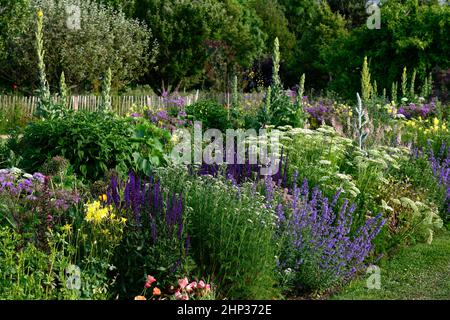 letto freddo,bordo fresco,salvia caradonna,nepeta,calze nere talictrum,umbel,achillea,yarrow,umbellyer,aquilegia,linaria,verbascum,densamente piantato b Foto Stock