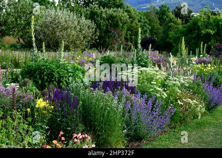 letto freddo,bordo fresco,salvia caradonna,nepeta,calze nere talictrum,umbel,achillea,yarrow,umbellyer,aquilegia,linaria,verbascum,densamente piantato b Foto Stock