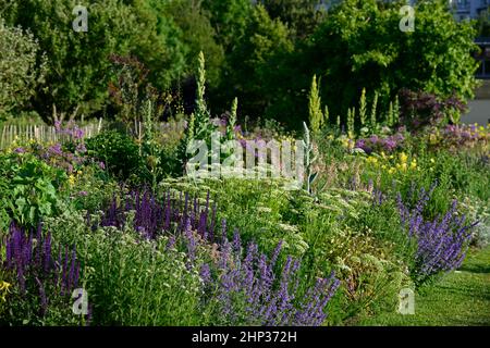 letto freddo,bordo fresco,salvia caradonna,nepeta,calze nere talictrum,umbel,achillea,yarrow,umbellyer,aquilegia,linaria,verbascum,densamente piantato b Foto Stock