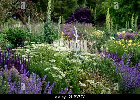 letto fresco,bordo fresco,salvia caradonna,umbel,achillea,yarrow,umbellyer,aquilegia,linaria,verbascum,confine densamente piantato,piantagione densa,erbace profondo Foto Stock