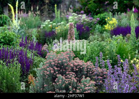 Ozothamnus rosmarinifolius Giubileo d'Argento, rosmarino Giubileo d'Argento, rosmarino eterno, tenero arbusto sempreverde, argento foglie grigio-verdi, corym denso Foto Stock
