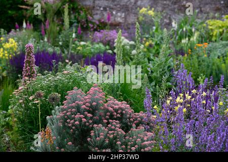 Ozothamnus rosmarinifolius Giubileo d'Argento, rosmarino Giubileo d'Argento, rosmarino eterno, tenero arbusto sempreverde, argento foglie grigio-verdi, corym denso Foto Stock