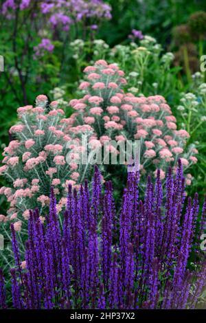 Salvia nemorosa Caradonna,,piantagione di api amichevoli,Ozothamnus rosmarinifolius Giubileo d'Argento,Rosmarino Giubileo d'Argento,Rosmarino eterno,tlilla e. Foto Stock