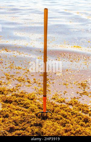 Pitchfork Garden Rake Leaf Broom e molto disgustoso sargazo alghe rosse alla spiaggia tropicale messicana a Playa del Carmen Messico. Foto Stock