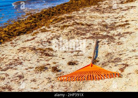Pitchfork Garden Rake Leaf Broom e molto disgustoso sargazo alghe rosse alla spiaggia tropicale messicana a Playa del Carmen Messico. Foto Stock