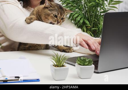 Una donna si siede su una scrivania bianca e lavora su un computer portatile, un adulto divertente gatto scozzese grigio dritto è seduto sul suo grembo. Lavoro a distanza, freelance Foto Stock